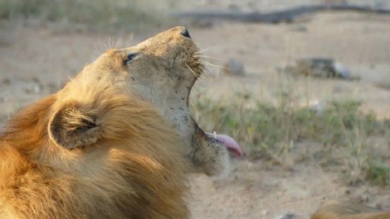 Big 5 Safari - Balule.webp