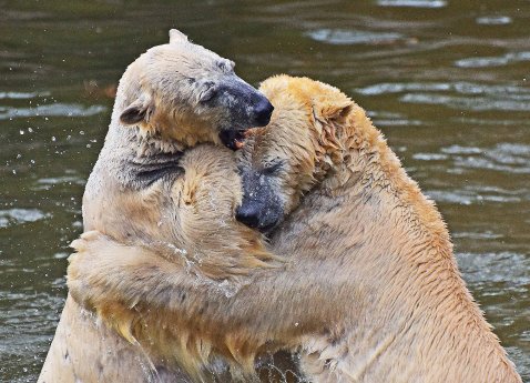 Eisbären Tonja und Wolodja im Tierpark Berlin.jpg