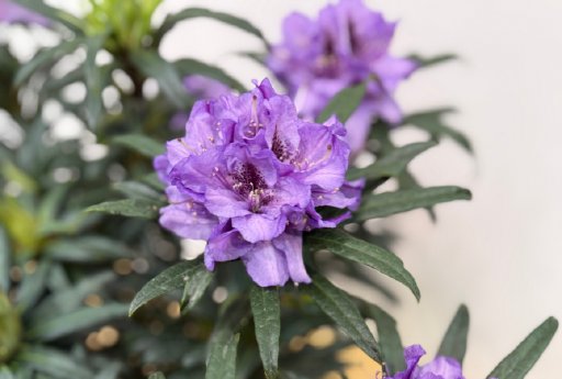 5-Rhododendron-Hybride-Grazeasy-1.png