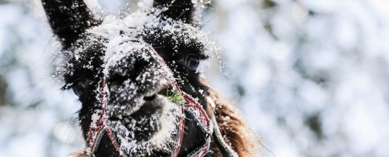 lamatrekking-ellmau-foto-claudia-boettcher-3-1.jpg