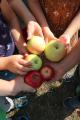 Von der Blüte bis zum Apfel: Ammerländer Versicherung unterstützt Naturschutzprojekt. 1.000 Euro für die Pflege einer Streuobstwiese
