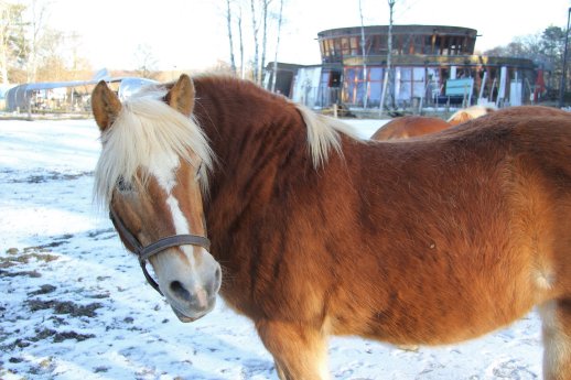 Wildpark-MV_Haflinger_Umweltbildungszentrum.JPG