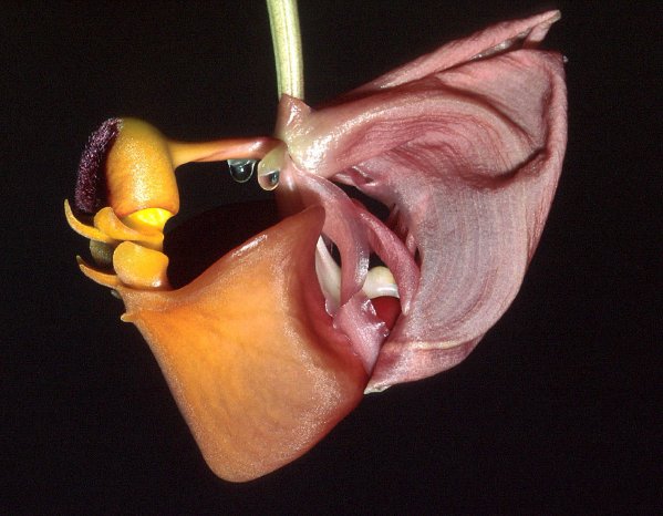 Coryanthes_trifoliata_orchidaceae.jpg