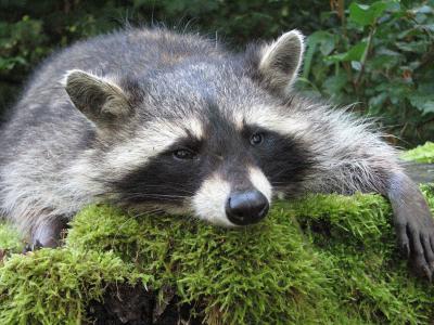 Possierliches Tierchen oder Plagegeist? Im Vogelsbergkreis mehren sich jedenfalls Klagen und Beschwerden, weil die Tiere Schaden anrichten / Foto: Leinberger