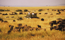 Foto-Safari inmitten der „Großen Wanderung“