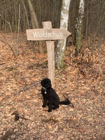 Dogsitting_2 ©CARAVANSEREI.jpeg