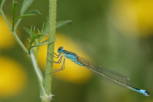 2. Platz Tiere Eimer (1).jpg