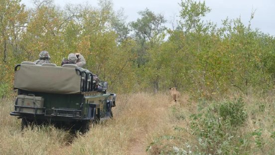 Auf Safari - Manyeleti.webp