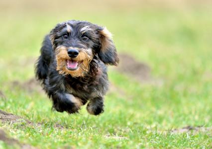 Happy Pet