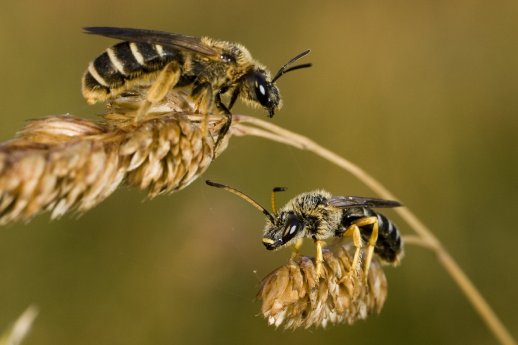 wtl_wildbienen_01.jpg