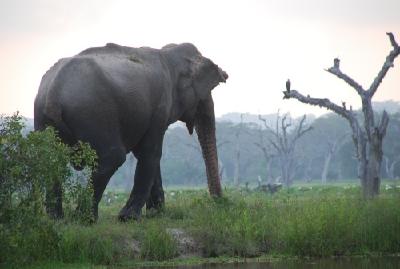 Elefant im Nationalpark