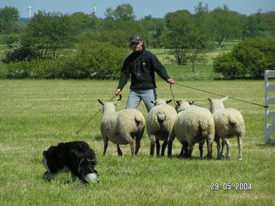 Champions auf vier Pfoten: Europameisterschaft der Hütehunde bei Husum
