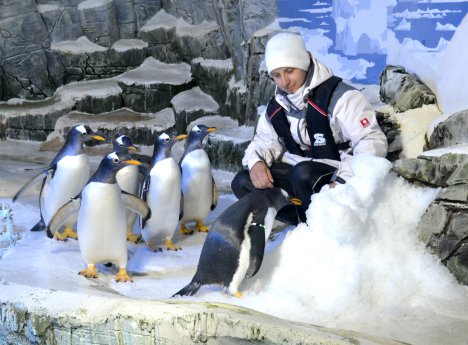 Pinguine und ihre Abkühlung.jpg