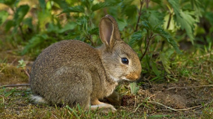 csm_Kaninchen_bd624caaf3.jpg