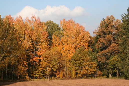 Populus tremula G. Aas (11).JPG