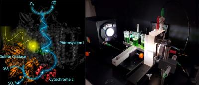 Biotechnologische Forschung: Prinzip und Laboraufbau zur effektiven Nutzung von Sonnenenergie / © TH Wildau / AG Biosystemtechnik