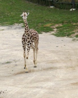 Rothschild-Giraffe Amalka_Zoo Prag_2014 (1).jpg