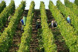 Kleine Weinernte in Europa zu erwarten