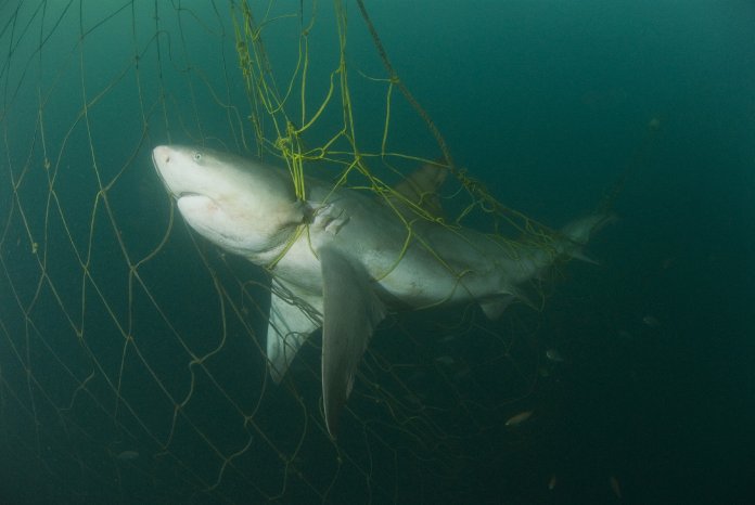 A bull shark dead in the anti-shark nets at a recreational beach by Fiona Ayerst.jpg