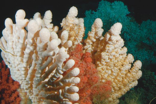 GEOMAR_Kaltwasserkorallen_JAGO-Team.jpg