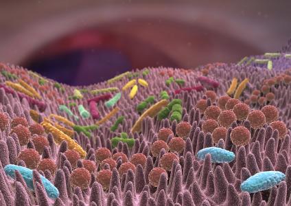 Die menschliche Darmflora ist ein eigener Mikrokosmos: Das so genannte Mikrobiom setzt sich aus mehr als eintausend verschiedenen Arten von Darmbakterien zusammen. Diese siedeln an den Wänden des Darms und in dessen Inneren. Sie sind für uns lebenswichtig: Die Darmflora ist wichtig für die Verdauung, die Abwehr von gefährlichen Keimen und Giften und die Funktionsfähigkeit des Immunsystems. Foto: Fotolia