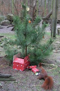 Weihnachtsstimmung bei den Eichhörnchen im Wildpark-MV, Foto: Wildpark-MV