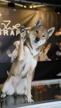 Hund-winkt-Fotostudio-Fellnasen-Foto-MHC.JPG