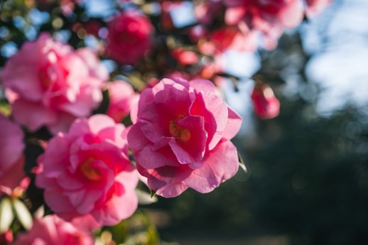 Parco delle Camelie, Locarno-Ticino Turismo - Milo Zanecchia-1.jpg