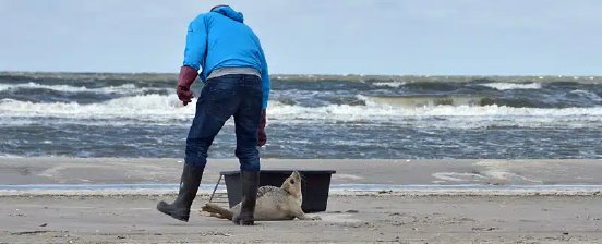 Seehundjäger, Schleswig-Holstein.jpg