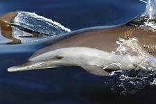 Zügeldelfine, Foto: A.Steffen