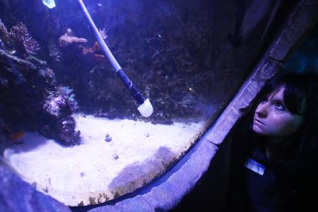 Reinigung der Aquarien im SEA LIFE Konstanz