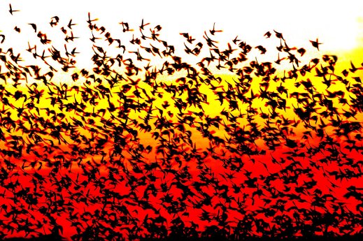 Vogelschwarm im Wattenmeer_Fotograf Bjørn Thunæs.jpg