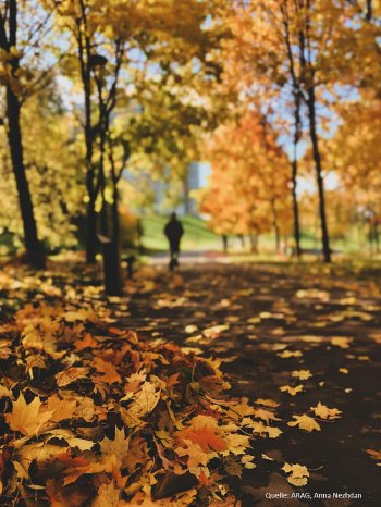 Herbstlaub.jpg