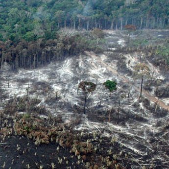 350-Abholzung-Brasilien-_c_-WWF-Brazil-Juvenal-Pereira.jpg