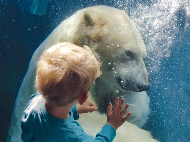 Eisbär_Junge an Scheibe - Teaser.jpg