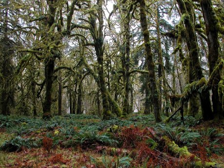 Quinault Rain Forest, Credits by National Park Service.jpg