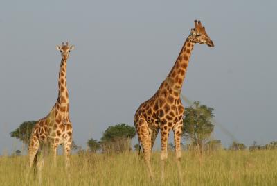 Giraffen in Uganda © Pixabay/Valerossi