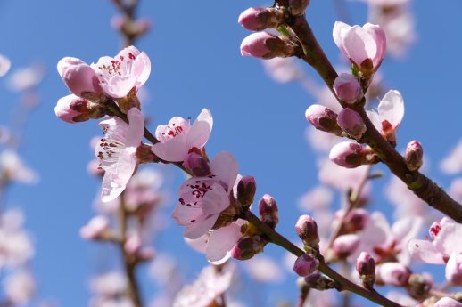 Blüte (c) Weingut Markus Dreis.jpg