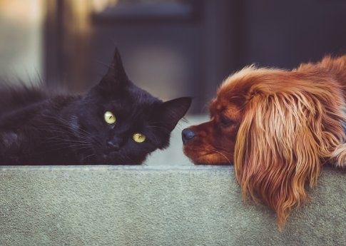 Zusammenleben Hund und Katze.jpg