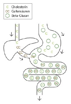 2026_07_Gerstoni_Grafik_Cholesterin_senken_final_ohne_Text.pdf