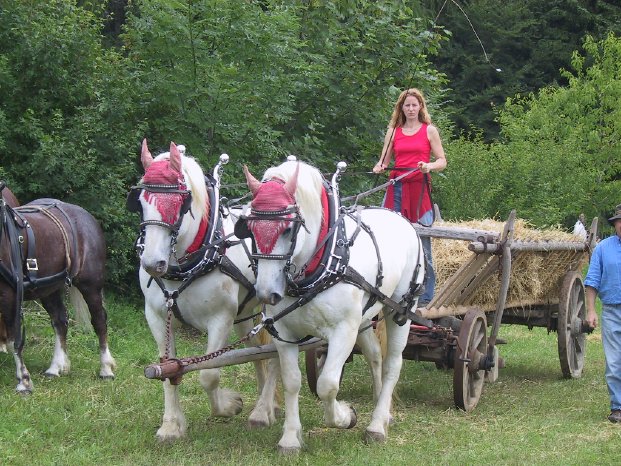 FLM Neuhausen_Fuhrmannstag_Boulonnais-Gespann.jpg