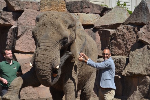 Elefant DASHI mit Tierpfleger Mario Hammerschmidt und Boaz Abraham_Tierpark Berlin.jpg