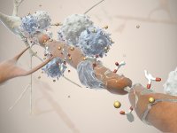 Nervenzellen sind ähnlich wie elektrische Kabel von einer Isolierschicht umhüllt. Bei MS greifen Zellen des körpereigenen Immunsystems diese Isolierschicht an und Nervensignale können in der Folge nur noch verzögert oder gar nicht mehr weitergeleitet werden. Es kommt zu unterschiedlichen Ausfällen bzw. Symptomen. / Copyright-Hinweis: © AMSEL e.V.