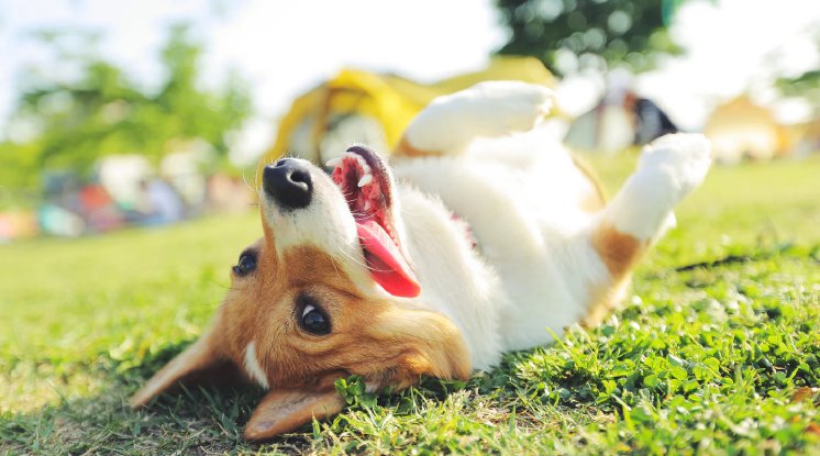 Hitzestress_beim_Hund.webp