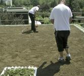 Nachdem die Dachbegrünung mit dem schichtweisen Aufbau durch Dachdecker vorbereitet ist, können die Setzlinge (im Vordergrund) gepflanzt werden