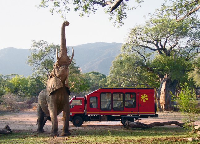 Safari-Truck_Elefant_(Sambia).jpg