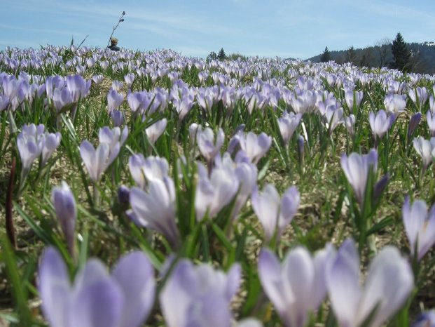 Oberstaufen_Huendle_Krokusbluete.jpg