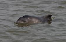 Schweinswal vor dem Aquarium in Wilhelmshaven, Foto: Winfried Hochstetter
