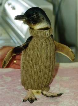 Pinguin im Pullover.jpg