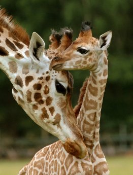 Giraffen-Nachwuchs im Serengeti-Park Hodenhagen.jpg